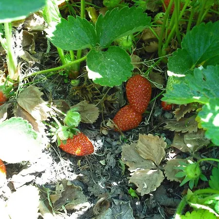 Quinta Da Alma Cheia