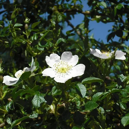 カントリーハウス Quinta Da Alma Cheia
