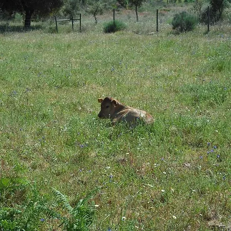 Quinta Da Alma Cheia カントリーハウス Ninho do Açor