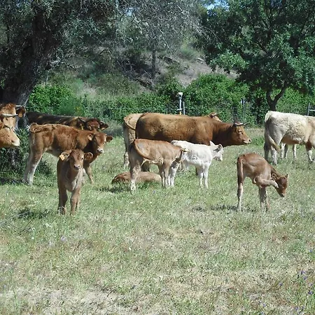 カントリーハウス Quinta Da Alma Cheia *