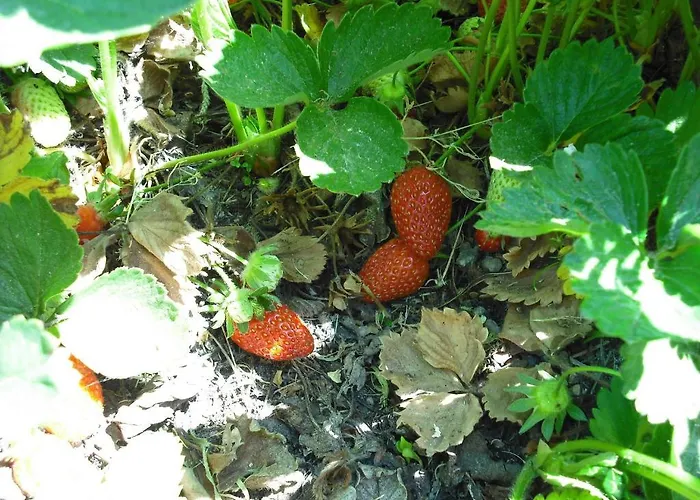 Quinta Da Alma Cheia