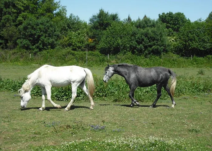 Quinta Da Alma Cheia * Ninho do Açor
