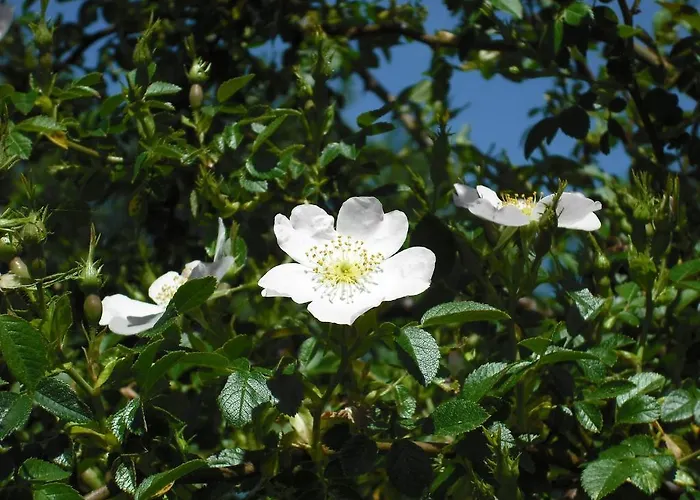 Landhaus Quinta Da Alma Cheia